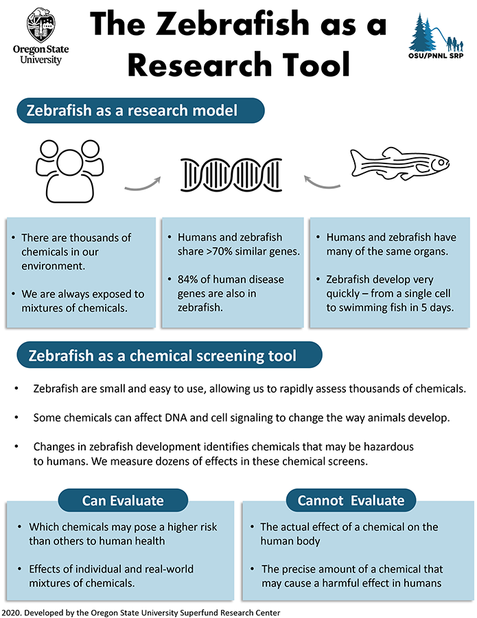 Zebrafish as a research tool (Infographic)
